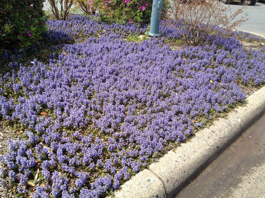 Add some diversity of color in your lawn with the dark foliage of Ajuga Reptans.